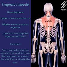 They originate from the thoracolumbar fascia, the spinous process of thoracic six through 12, the iliac crest, and your lower three ribs. The Abcs Of The Iytws Exercises For The Resilient Shoulder Q4 Physical Therapy Westborough Ma