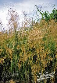 Image result for Eragrostis curvula