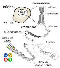 Adn është akronim për acidin desoksiribonukleik. File Chromosome Es Svg Wikimedia Commons