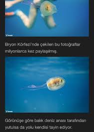 Iclal Durmus Adli Kullanicinin Hayvanlar Panosundaki Pin Gizli Bilgi Gercekler Bilgi Karti