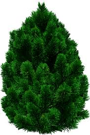 Best collections of christmas tree transparent png illustrations (13622). Real Christmas Tree Png Real Christmas Trees Png Transparent Cartoon Jing Fm