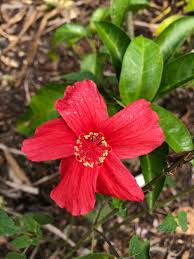 Image result for Hibiscus kirkii