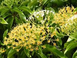 Image result for Tarenna leonardii