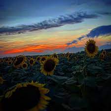 Facebook page opens in new window twitter page opens in new window instagram page opens in new window. North Fork Sunflower Maze Home Facebook