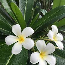 Fake It Until You Make It Tropical Gardening The Plumeria Crystal L Mccann Plumeria Tree Tropical Flower Plants Plumeria Flowers