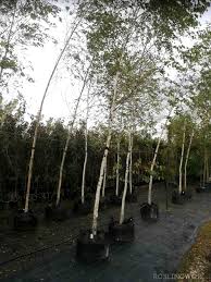 Find information about and book an appointment with dr. Brzoza Brodawkowata Duze Sadzonki Wys 250 300 Cm Obwod Pnia 8 10 Cm Betula Pendula Roslinowo Pl