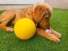 Maybe you would like to learn more about one of these? Golden Retriever Puppies Texas Craigslist San Antonio