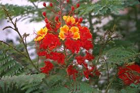 Image result for Caesalpinia rubra