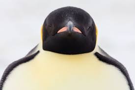 The world's biggest colony of king penguins has shrunk by almost 90% since the 1980s, scientists have discovered. Catastrophic Breeding Failure Second Largest Emperor Penguin Colony All But Disappeared Penguins Emperor Penguin Baby Penguins