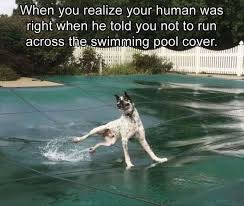 24 Hilarious Animal Pictures With Captions Funny Dog Memes Funny Animal Memes Snapchat Funny