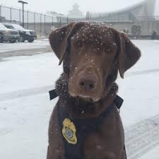 Apply for a hearing, service or facility dog How To Adopt Dogs That Didn T Make The Cut As Service Animals Good News Investigation Discovery