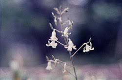 Image result for Tecophilaeaceae