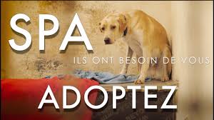 Devenir famille d'accueil pour chien spa. Spa Du Dauphine Refuge Le Maupas Uriage