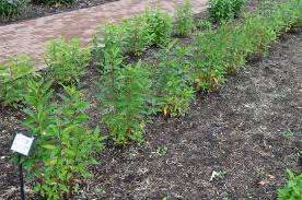 Image result for Motandra paniculata