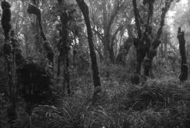 Image result for Faurea wentzeliana