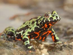 Image result for Fadogia fuchsioides