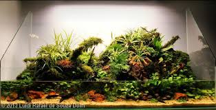 2013 Aga Aquascaping Contest Entry 582 Aquascape Nature Aquarium Tropical Terrariums