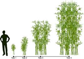 How Does Bamboo Grow Lewis Bamboo