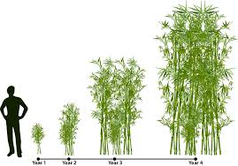 how does bamboo grow lewis bamboo