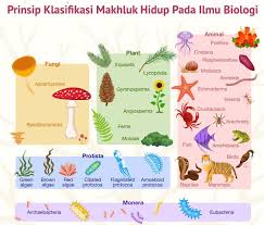 Pada sistem buatan tersebut disusun dengan memakai ciri. Prinsip Klasifikasi Makhluk Hidup Pada Ilmu Biologi
