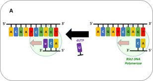 Basically i'm great at warzone and i play backwards, are you not entertained??? An Advanced Uracil Dna Glycosylase Supplemented Loop Mediated Isothermal Amplification Udg Lamp Technique Used In The Sensitive And Specific Detection Of Cryptosporidium Parvum Cryptosporidium Hominis And Cryptosporidium Meleagridis In Aids