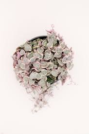 Image result for Ceropegia schultzei