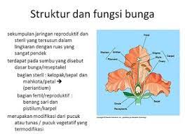 Fungsi bunga ialah untuk menjadi perantara bagi penyatuan gamet jantan dan gamet betina. Mengenal Fungsi Bunga Bagi Tumbuhan Gambar Bunga Bunga Gambar