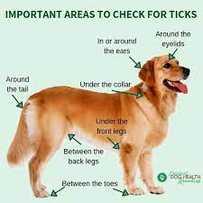 Remove Dog Ticks Repel Ticks Naturally