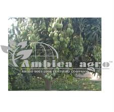 Neelum dwarf mango tree cold hardy, grafted, 3 gal container from florida 5 out of 5 stars1 $69.95$69.95. Jumbo Kesar Mango Plant For Fruits Rs 500 Piece Ambica Agro Id 19304345573