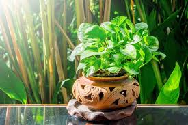 The creeping fig is a vining plant that does well inside. Vine House Plants 5 Best Indoor Vine Plants For Diwali Home Decoration