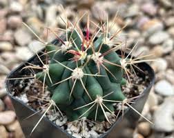 Image result for Orbea melanantha