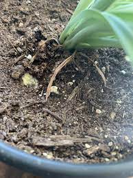 What Is This Mold At The Base Of My Spider Plant Is It Harmful Do I Need To Repot It I Let The Soil Go Dry Before Watering So Plants