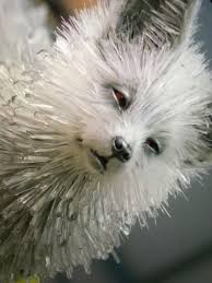 The Crystal Fox I Can T They R So Freakin Cute Thelastjedi Star Wars Art Star Wars Memes New Star Wars