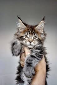 Top 5 Calm Cats For Kids Long Hair Cat Breeds Gorgeous Cats Cats