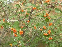 Image result for Grewia praecox