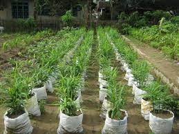 Maybe you would like to learn more about one of these? Bertani Paling Menguntungkan Dengan Modal Kecil Agribisnis Co Id