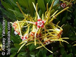 Image result for Strophanthus speciosus