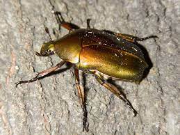 Japanese Drone Beetle (Pseudotorynorrhina japonica) · iNaturalist