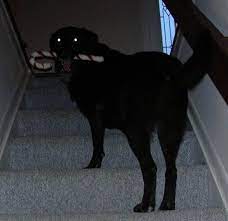 How Well Do Dogs See At Night Dogs Dog Thoughts Dog Information