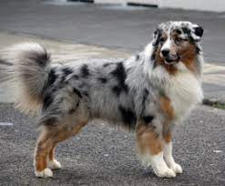 Check spelling or type a new query. Australian Shepherd Dog For Sale Australia Australian Shepherd Puppies Buy Buy Australian Shepherd Breeders Australian Shepherd Dogs Breed Australian Shepherd Dogs For Adoption