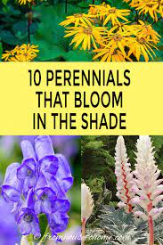 It makes a tough groundcover, staying low and spreading outward with creeping stems. Tall Shade Perennials 10 Flowering Plants That Bloom In The Shade Gardening From House To Home Shade Loving Perennials Shade Perennials Planting Flowers