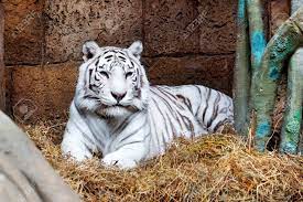 Maybe you would like to learn more about one of these? Striped Friend White Tiger Endangered Species Stock Photo Picture And Royalty Free Image Image 21801550