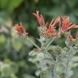 Image result for Dicliptera sericea