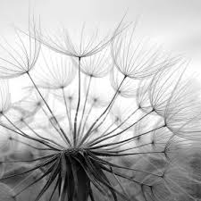 Goatbeard Shot In Munich Germany Macro Photography Nature Photography Dandelion
