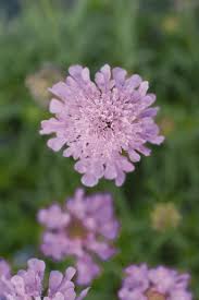 It is included in an evolving list of plants carefully researched and chosen by rhs experts. Pincushion Flower Ritz Rose Scabiosa Japonica Var Alpina 7 Tall Blooms June September