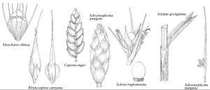 Image result for Cyperus cuspidatus