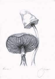 Mushroom Art Mushroom Drawing Mushroom Print Black And White And Grey Pencil Drawing By Emily Magone 20 On Etsy Mushroom Drawing Mushroom Art Pencil Drawings