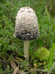 Image result for Coprinus sp.