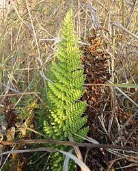 Image result for Mohria vestita