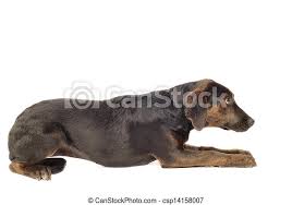 It's truly no surprise why this hybrid is so popular! Labrador Hound Mix Puppy On White Background Canstock